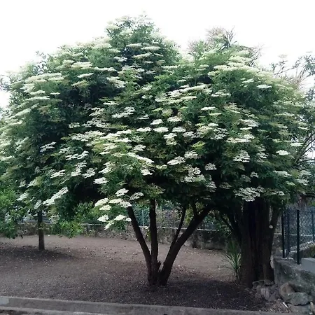 Garden House Ramalde