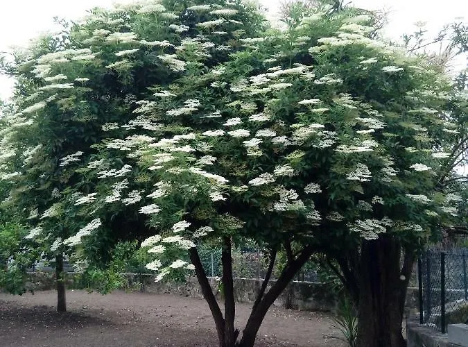 Garden House Ramalde